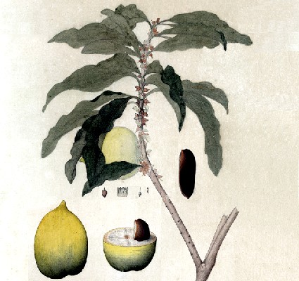 Brazilian Lucama